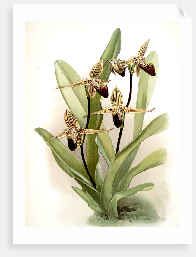 Cypripedium rothschildianum by F. Sander