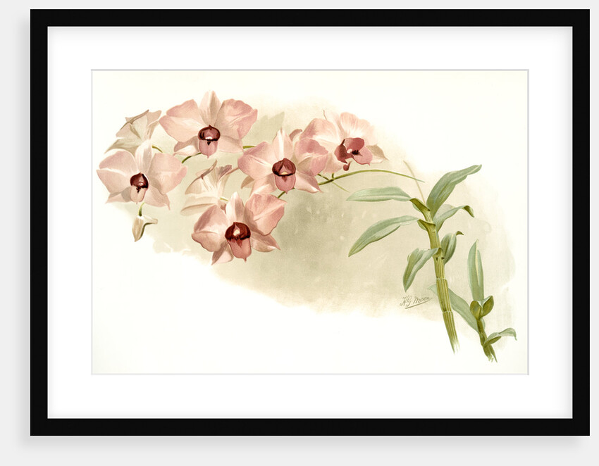 Dendrobium phalaenopsis var by F. Sander