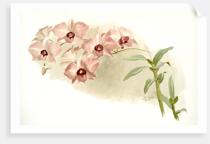 Dendrobium phalaenopsis var by F. Sander