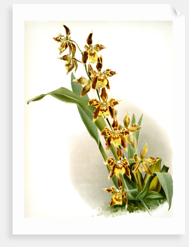 Odontoglossum luteo-purpureum prionopetalum by F. Sander