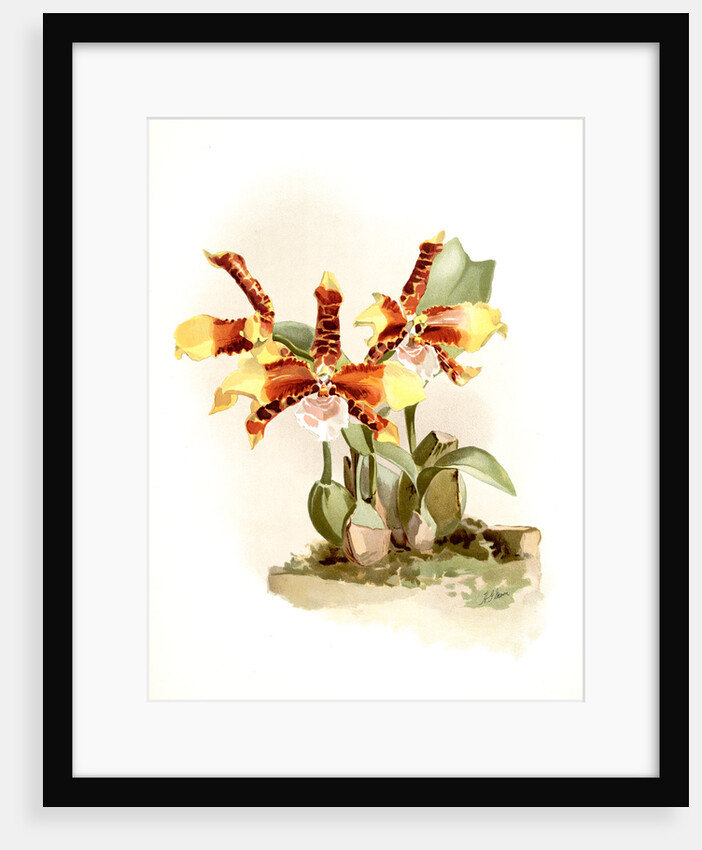 Odontoglossum grande by F. Sander