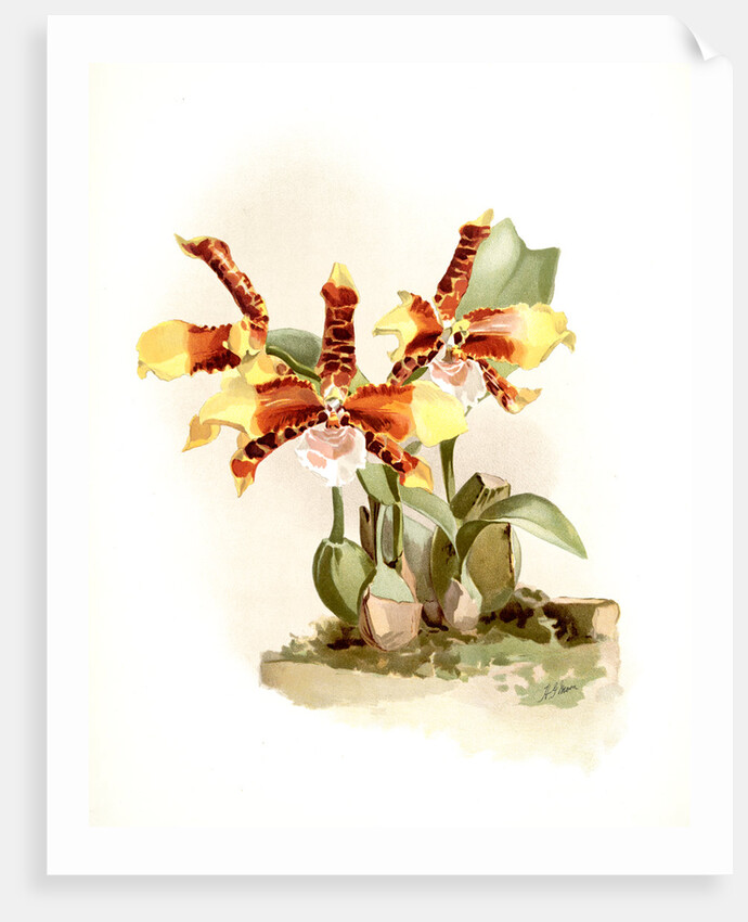 Odontoglossum grande by F. Sander