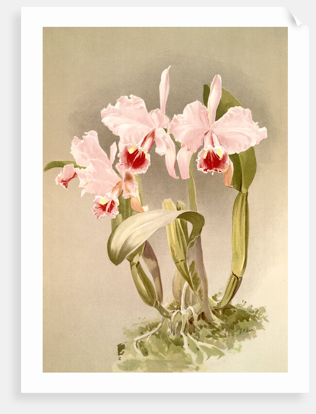 Cattleya labiata var luedemanniana by F. Sander