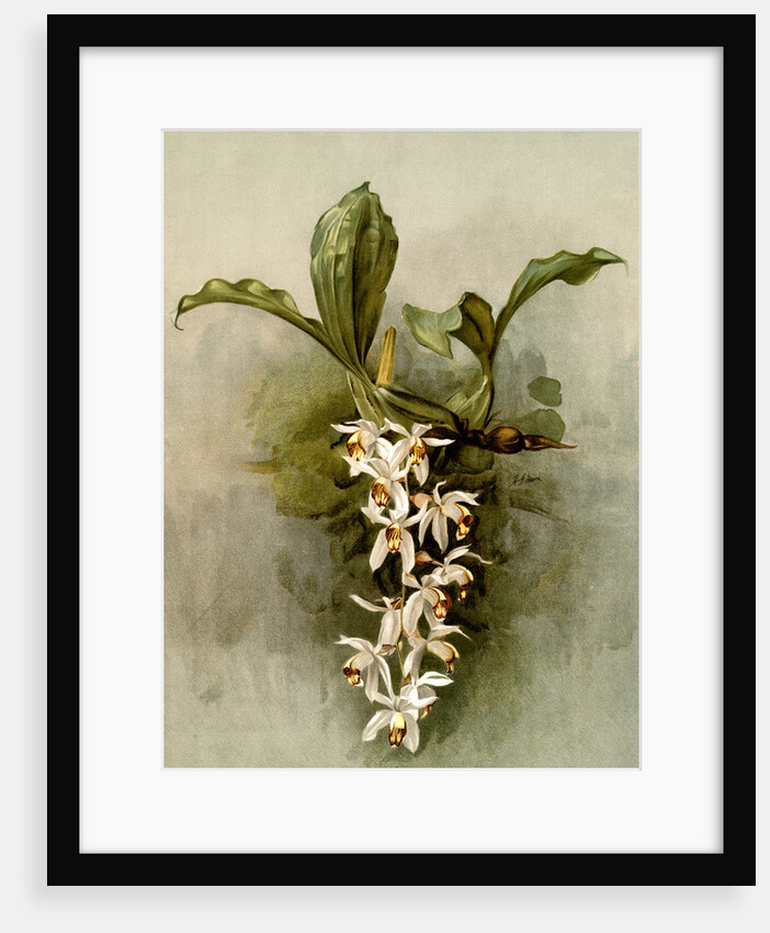 Coelogyne swaniana by F. Sander