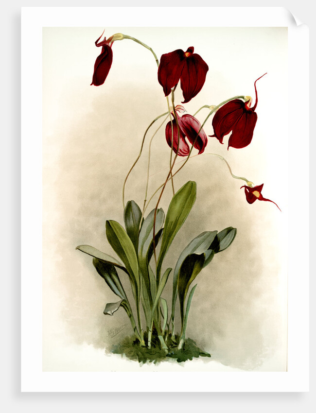 Masdevallia harryana splendens by F. Sander