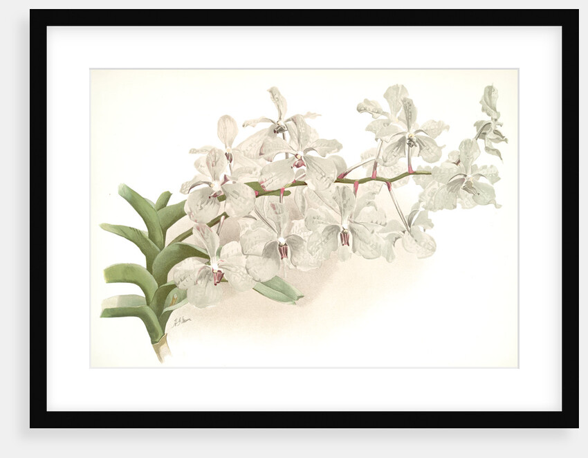 Vanda ccerulea by F. Sander