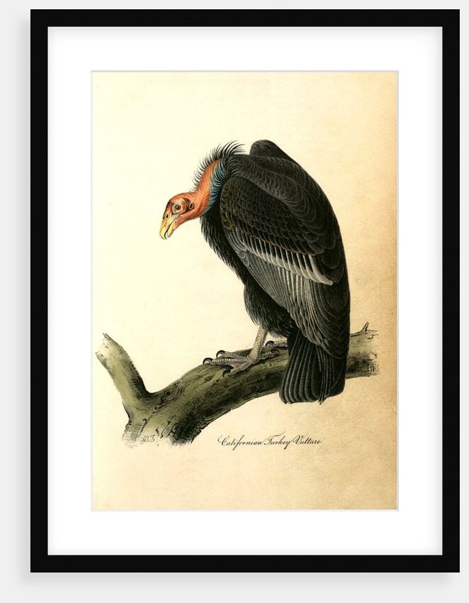 Californian Turkey Vulture by John James Audubon