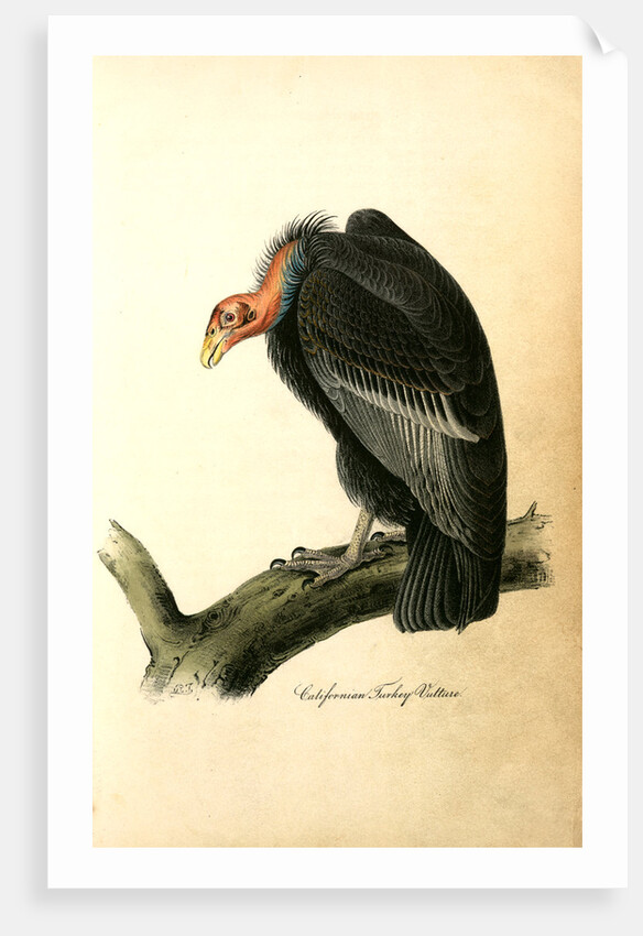 Californian Turkey Vulture by John James Audubon