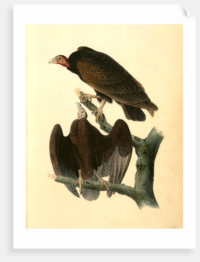 Red-headed Turkey Vulture by John James Audubon
