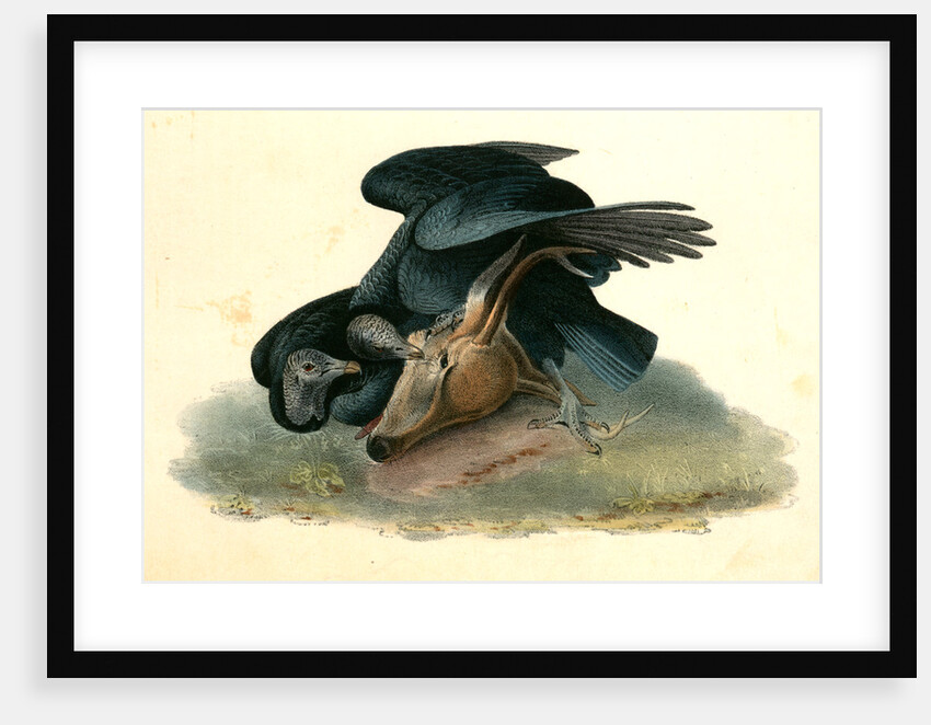 Black Vulture or Carrion Crow by John James Audubon