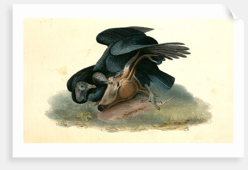 Black Vulture or Carrion Crow by John James Audubon