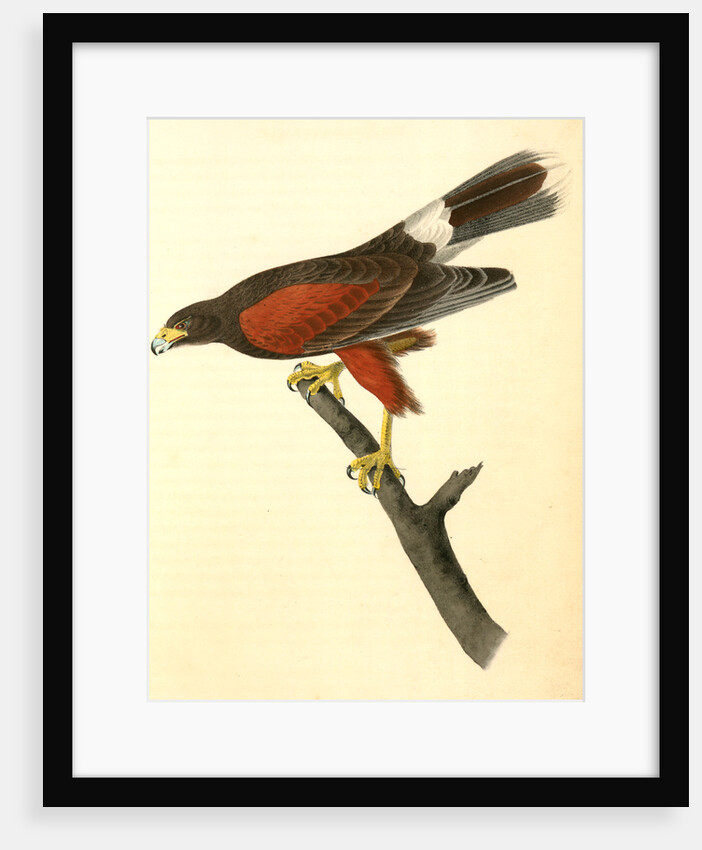 Harris's Buzzard by John James Audubon