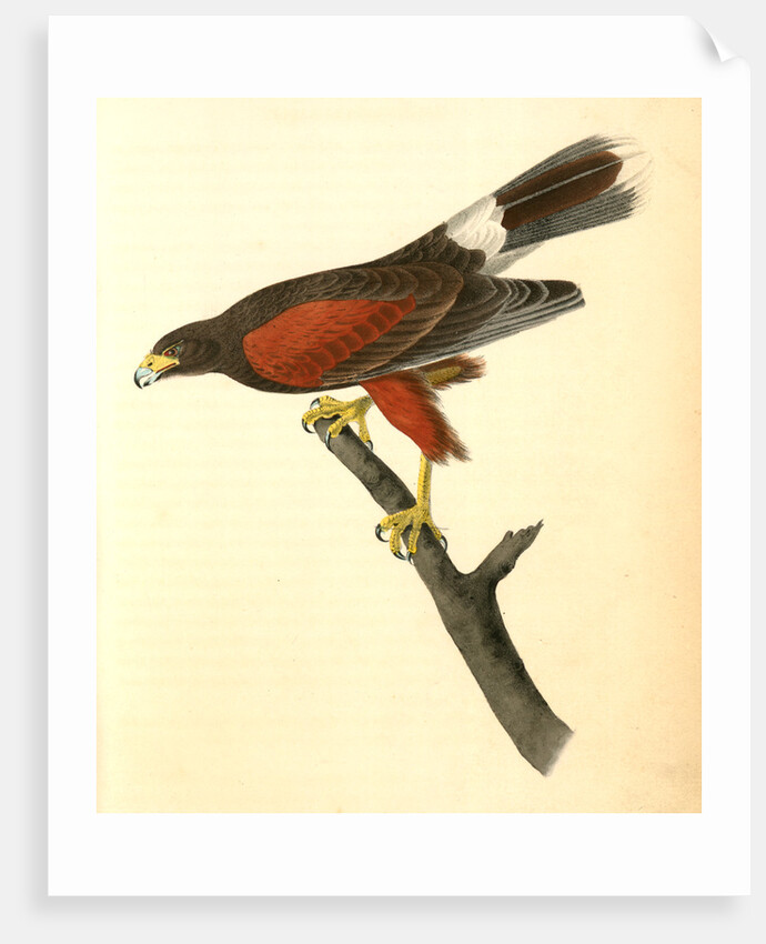 Harris's Buzzard by John James Audubon