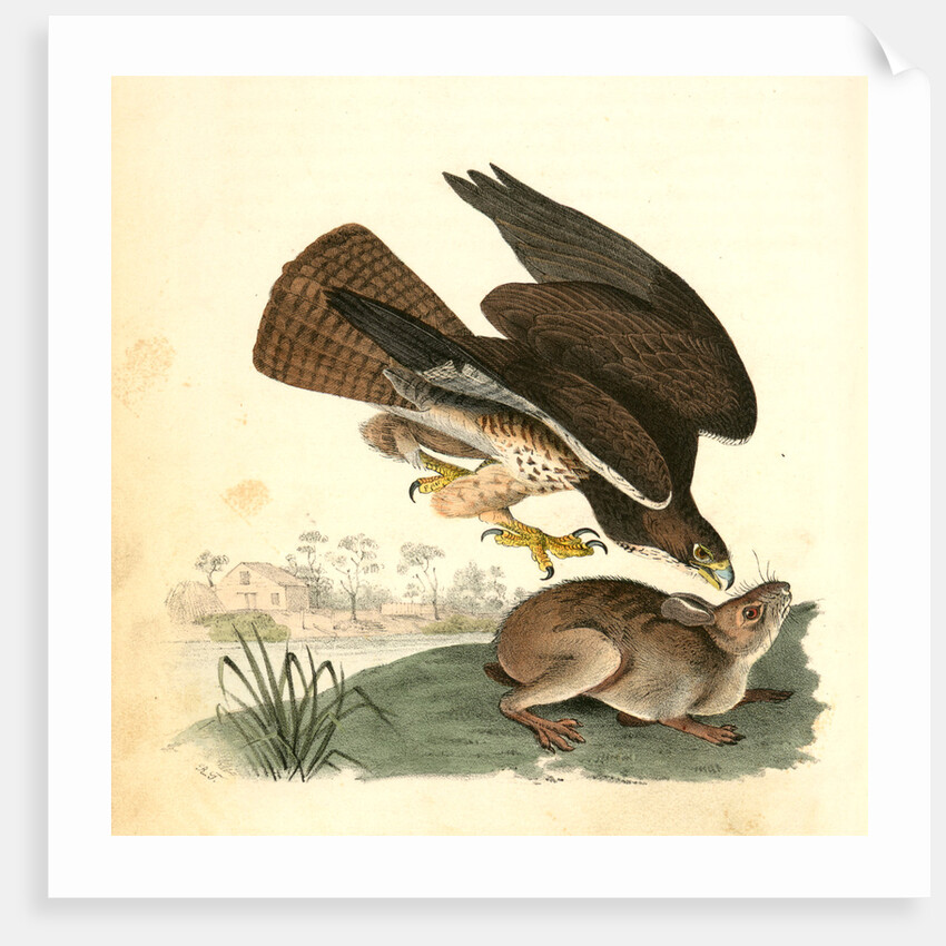 Common Buzzard by John James Audubon