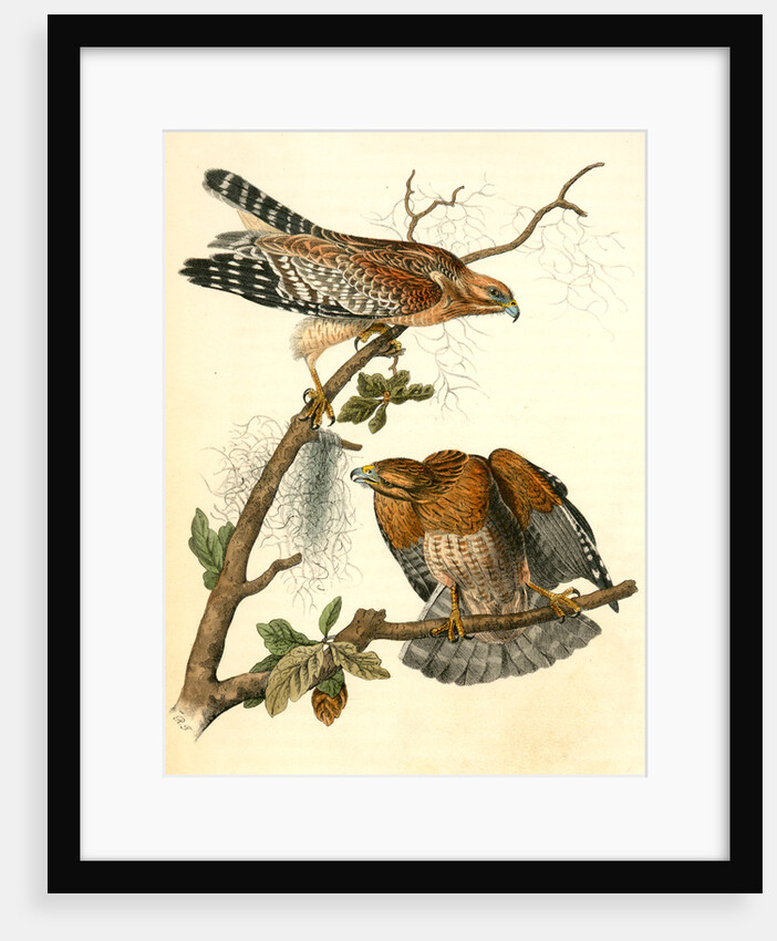 Red-shouldered Buzzard by John James Audubon