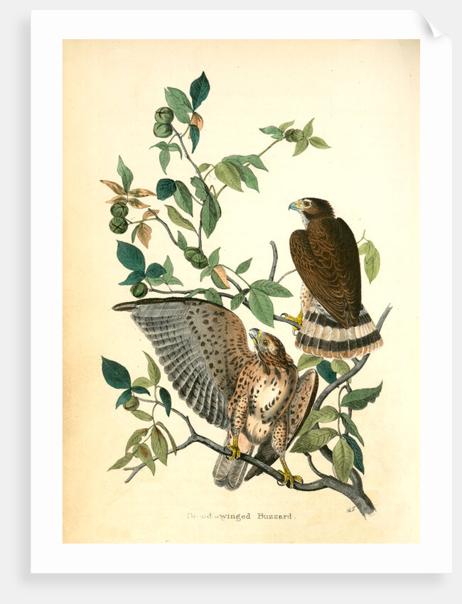 Broad-winged Buzzard by John James Audubon