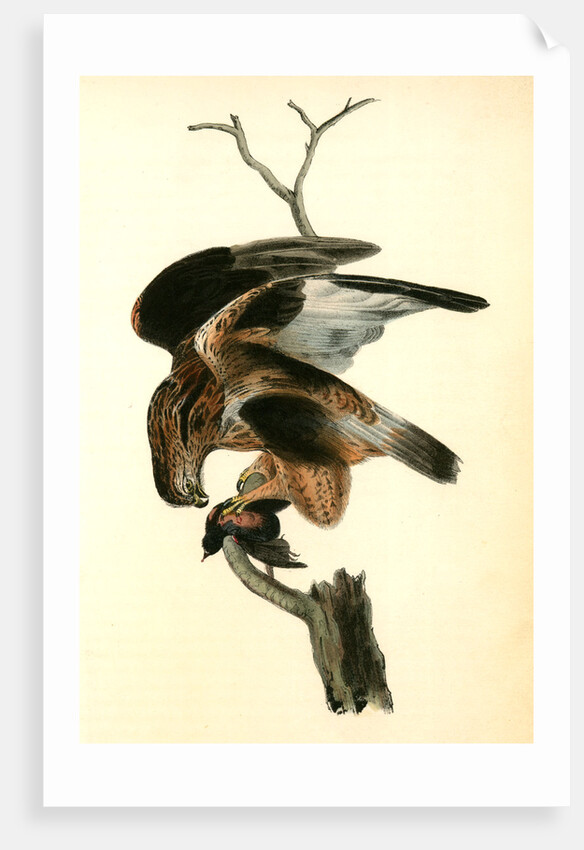 Rough-legged Buzzard by John James Audubon