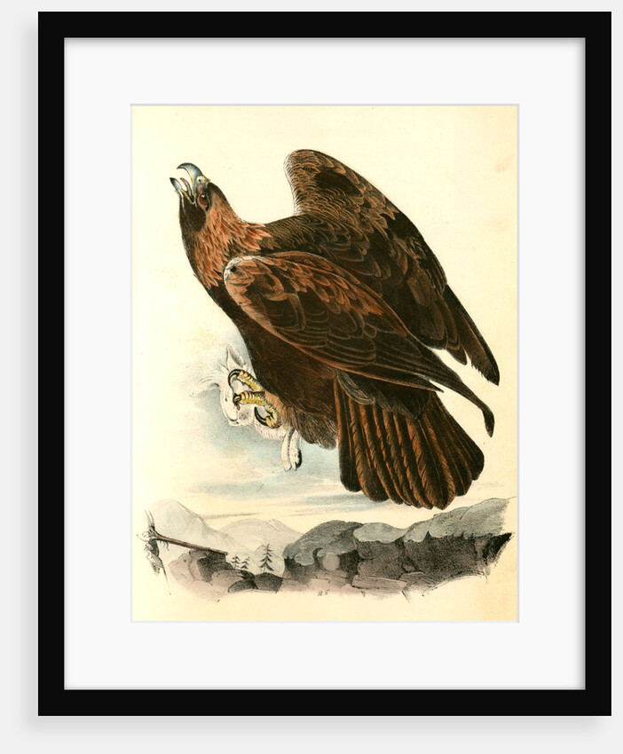 Golden Eagle by John James Audubon