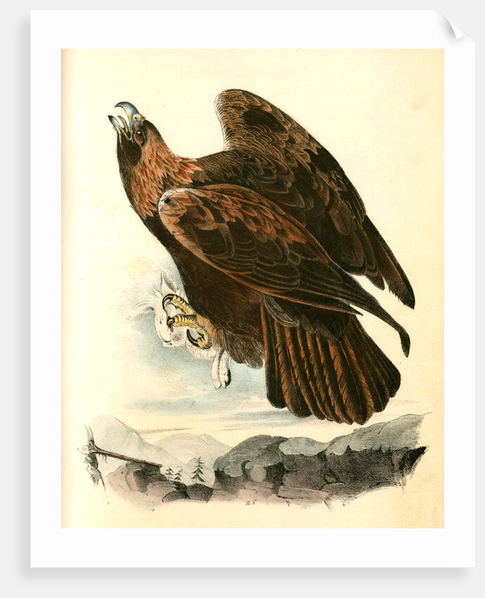 Golden Eagle by John James Audubon