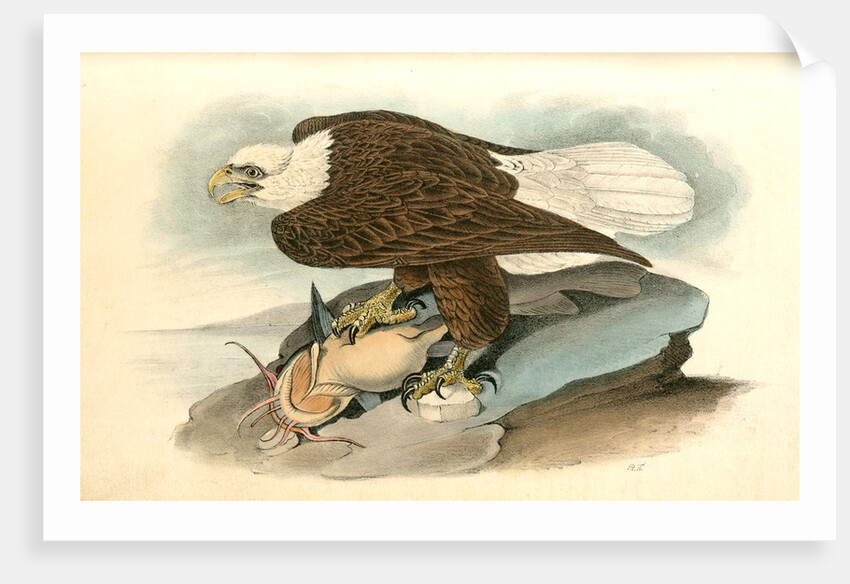 White-headed Sea Eagle, or Bald Eagle by John James Audubon
