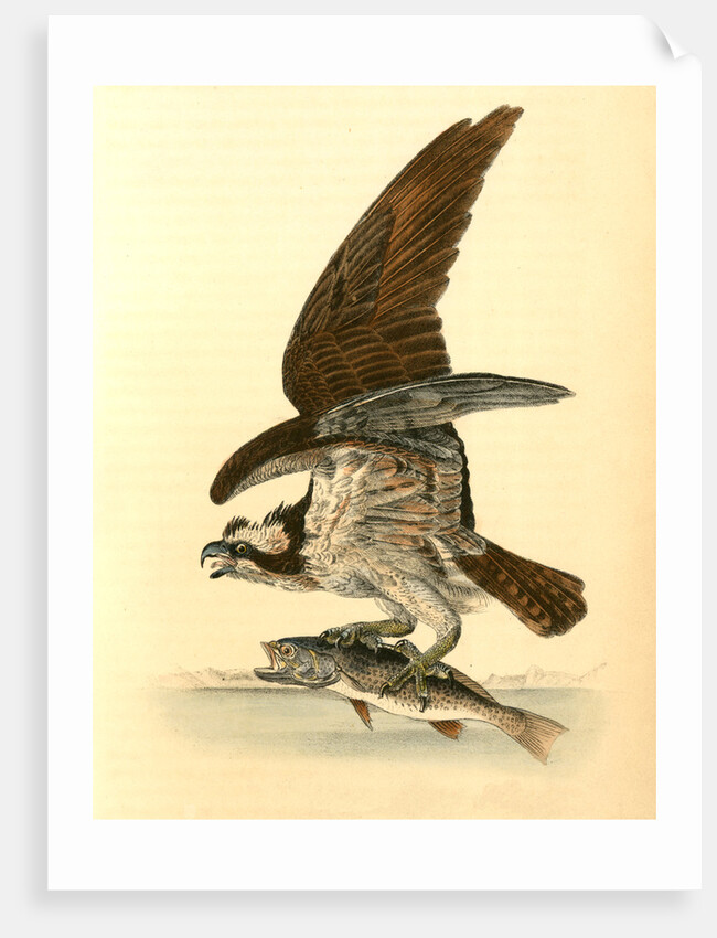 Common Osprey, Fish Hawk by John James Audubon