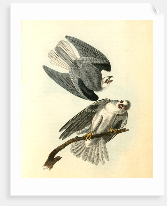 Black-shouldered Elanus by John James Audubon