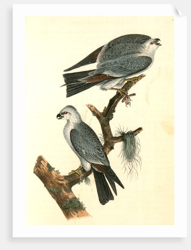 Mississipi Kite by John James Audubon