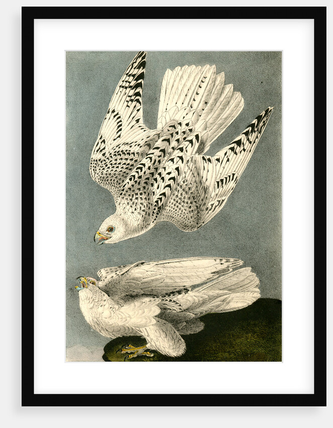 Iceland or Gyr Falcon by John James Audubon