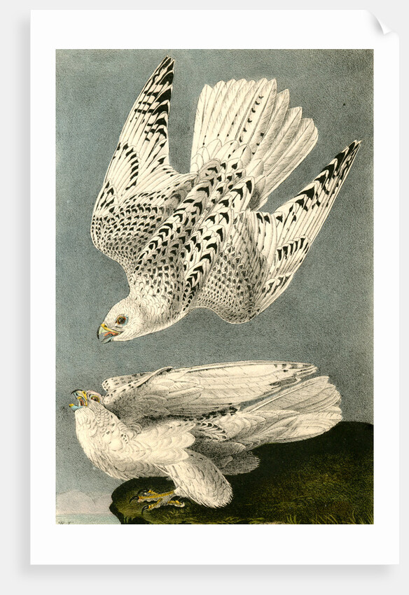 Iceland or Gyr Falcon by John James Audubon