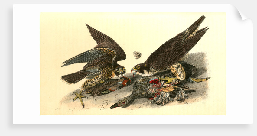 Peregrine Falcon by John James Audubon