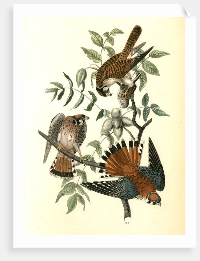 Sparrow Hawk by John James Audubon