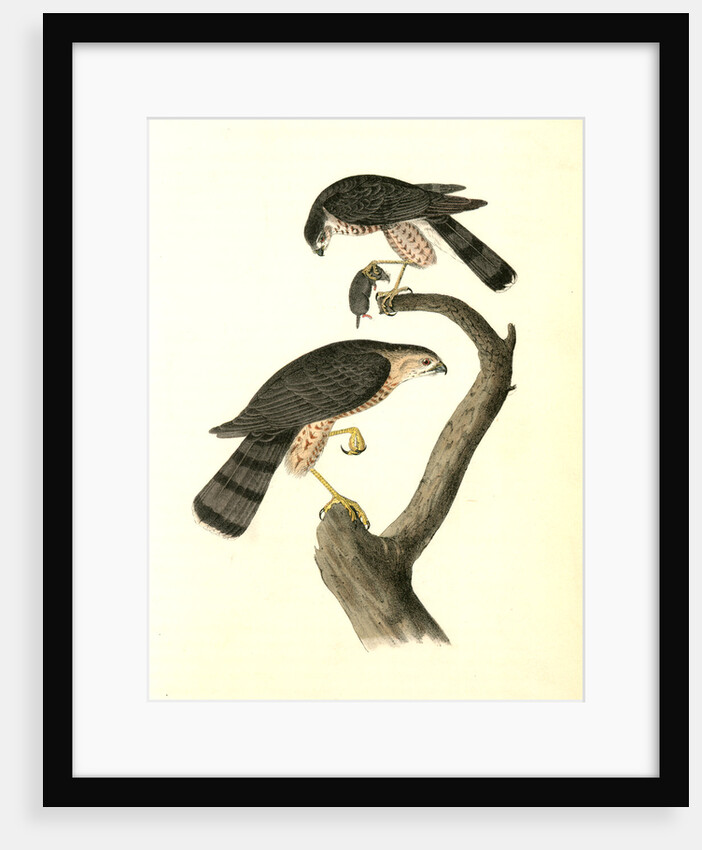 Sharp-shinned Hawk by John James Audubon