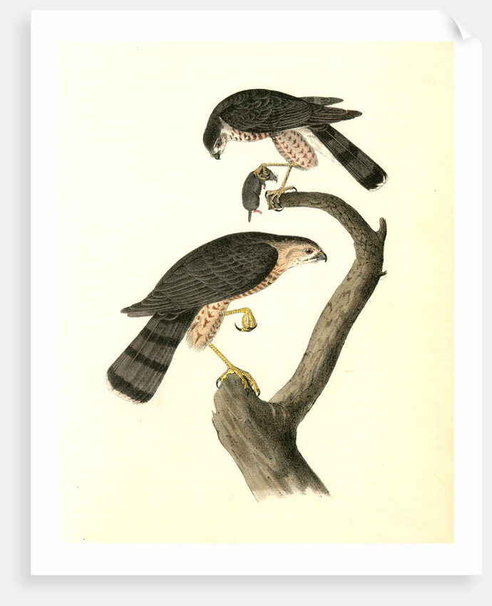 Sharp-shinned Hawk by John James Audubon