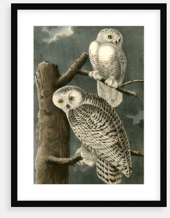 Snowy Owl by John James Audubon
