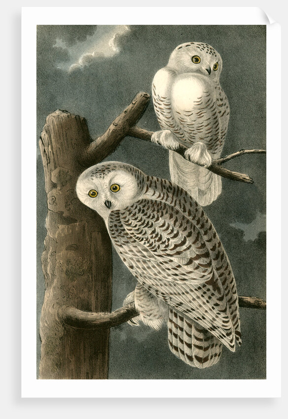 Snowy Owl by John James Audubon