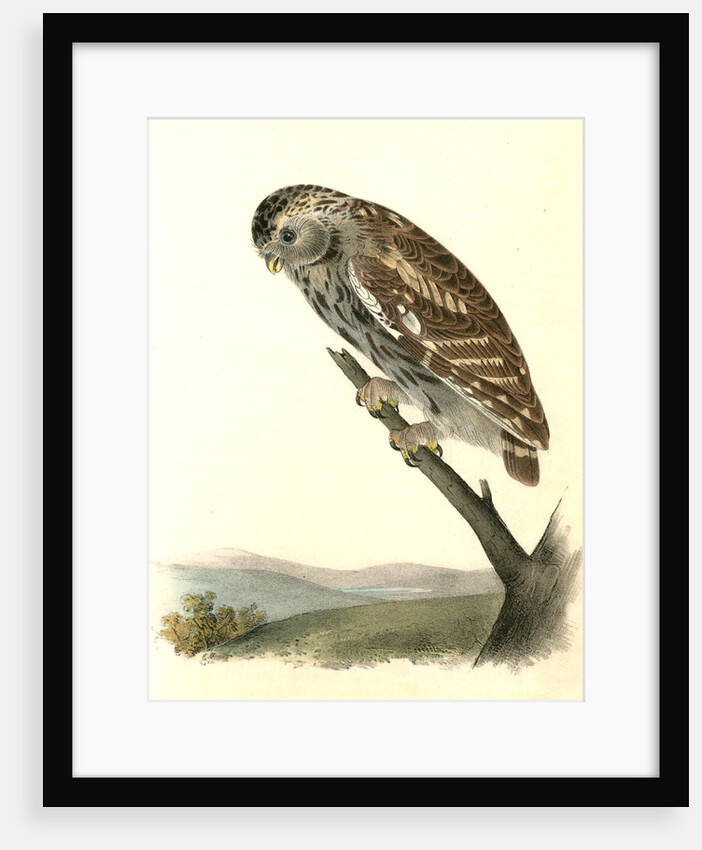 Little Night-Owl by John James Audubon