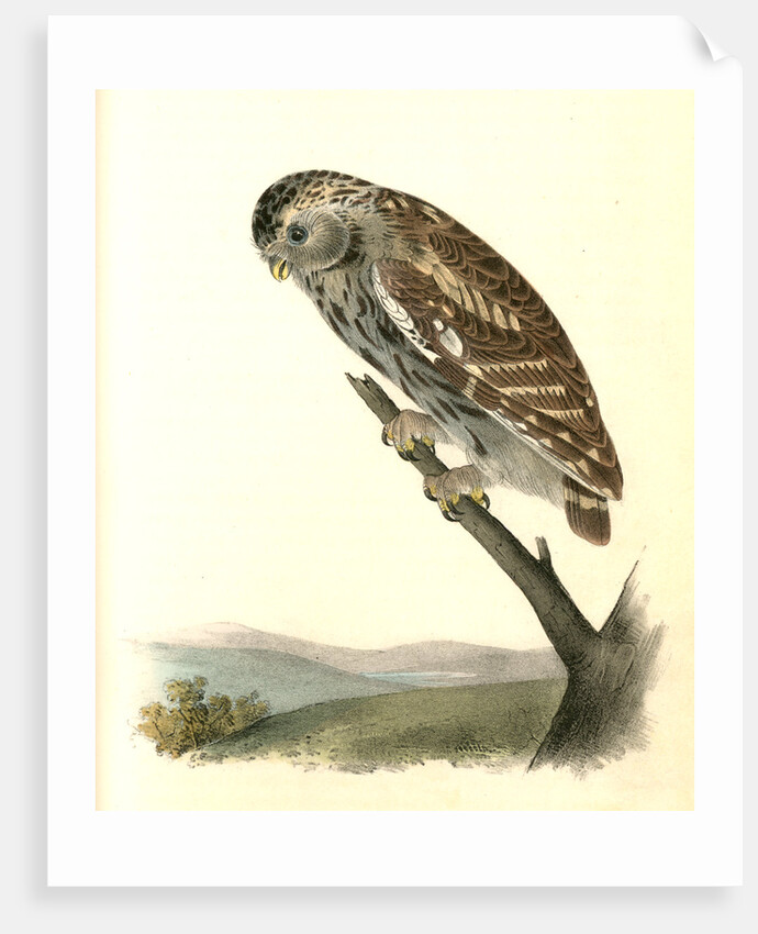 Little Night-Owl by John James Audubon
