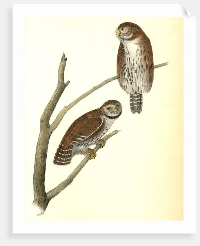 Columbian Day-Owl by John James Audubon