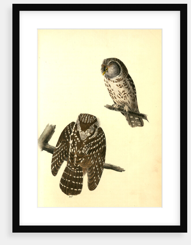 Tengmalm's Night-Owl by John James Audubon