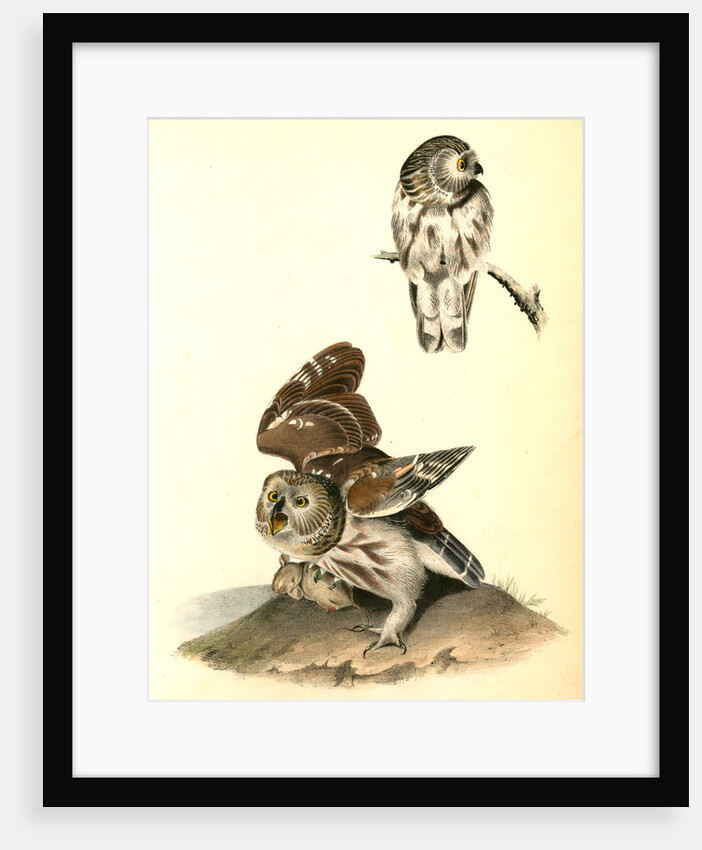 Little or Acadian Owl. (Common Mouse.) by John James Audubon