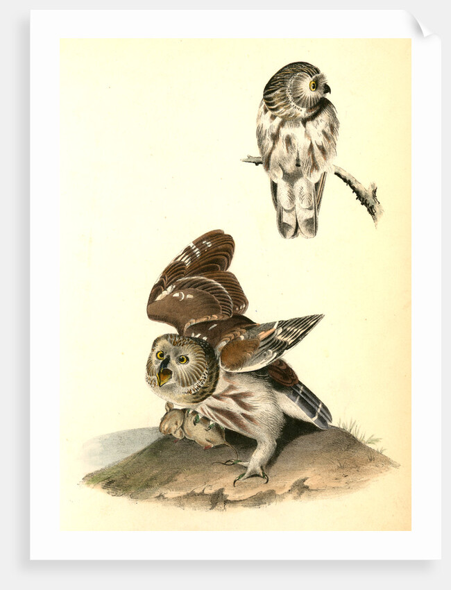 Little or Acadian Owl. (Common Mouse.) by John James Audubon