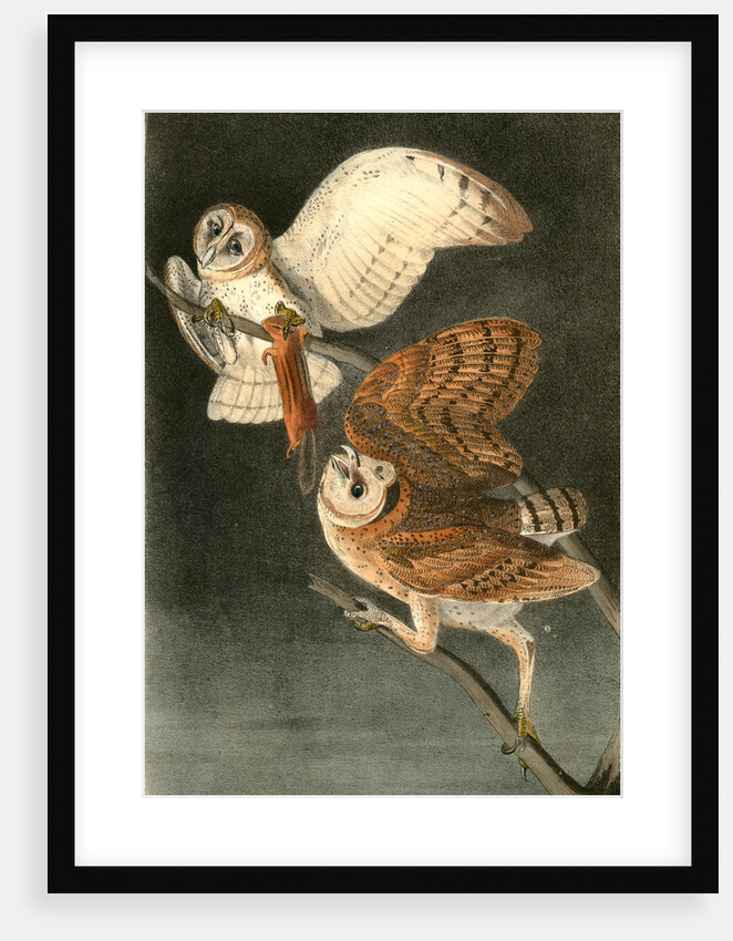 Barn Owl by John James Audubon