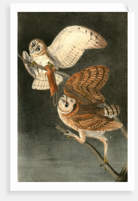 Barn Owl by John James Audubon