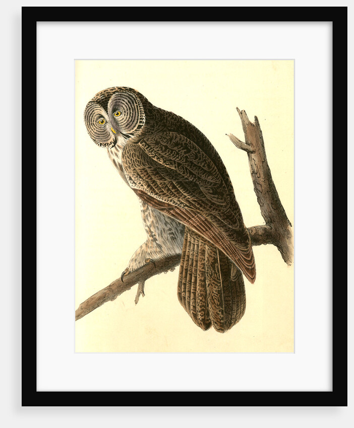 Great Cinereous Owl by John James Audubon