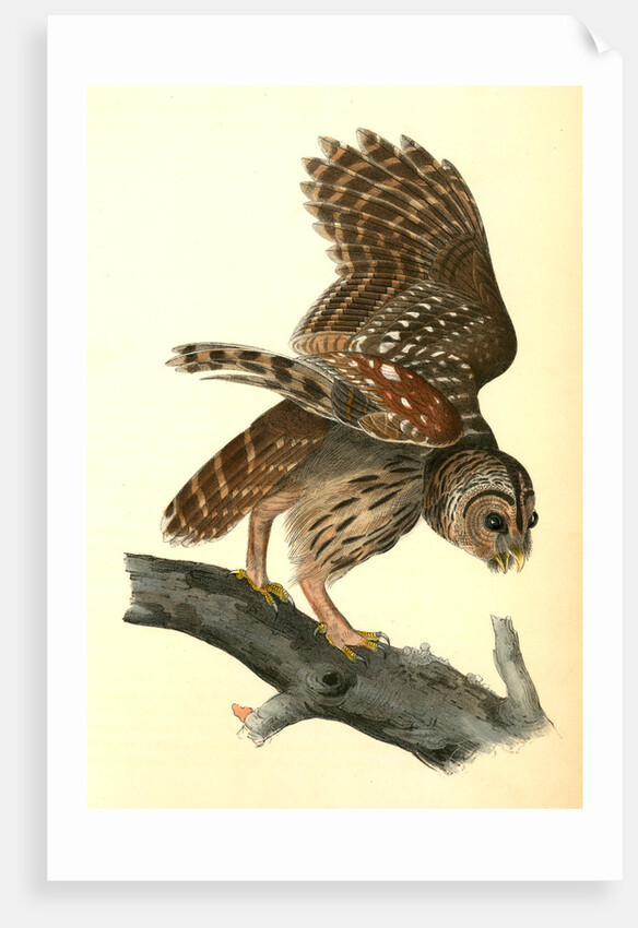 Barred Owl by John James Audubon