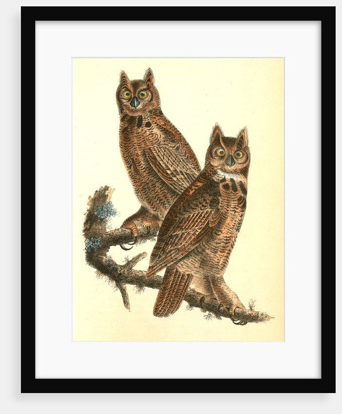 Geat Horned Owl by John James Audubon