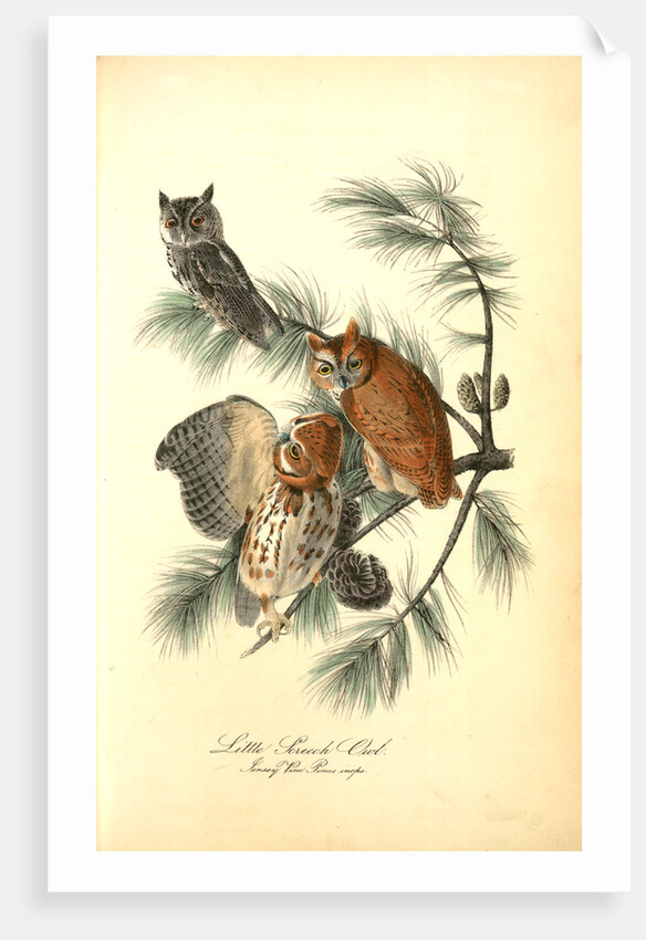 Little Screech Owl. (Jersey Pine. Pinus inops.) by John James Audubon
