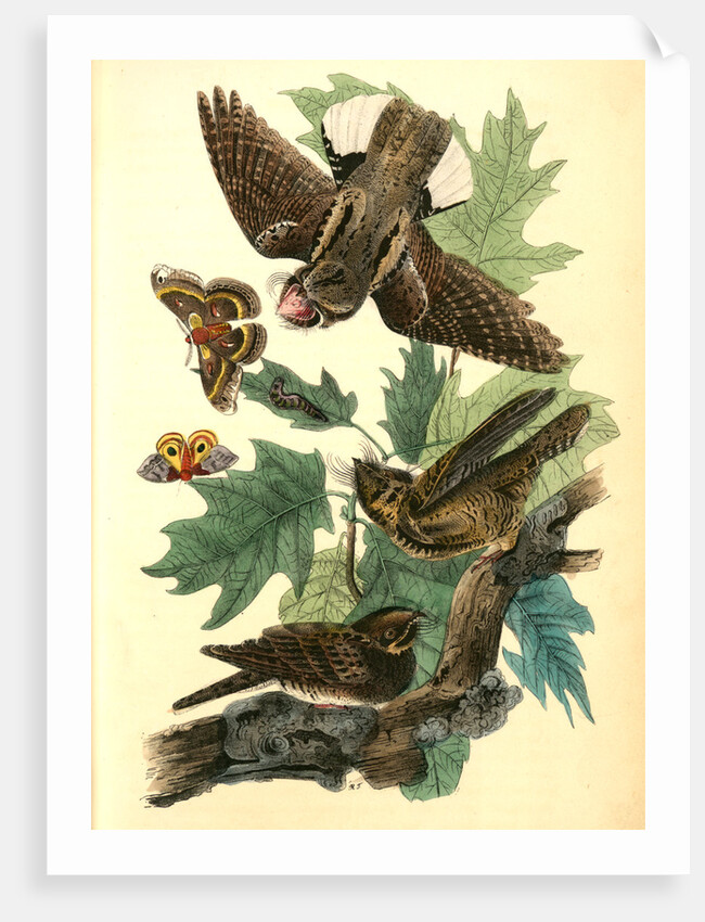 Whip-poor-will. (Black Oak, or Quercitron. Quercus tinctoria.) by John James Audubon