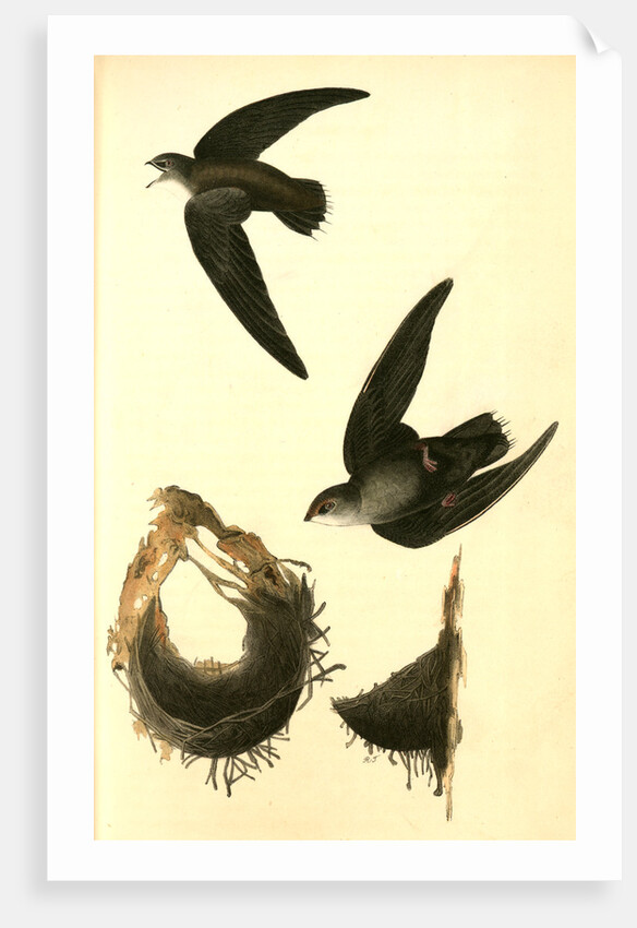 American Swift. (Nests) by John James Audubon
