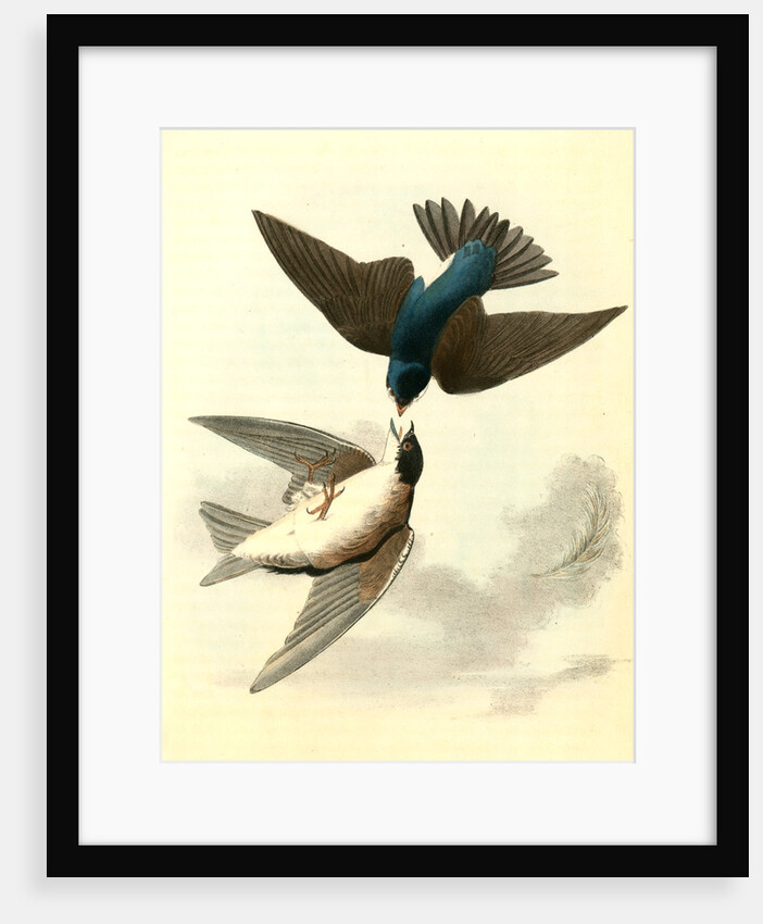 Whit-bellied Swallow by John James Audubon